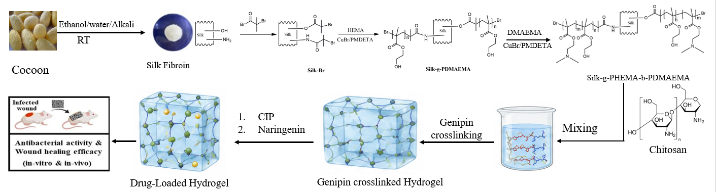 Research schematic showing silk fibroin modification, chitosan mixing, genipin crosslinking, ciprofloxacin and naringenin loading, and the intended wound-healing application.